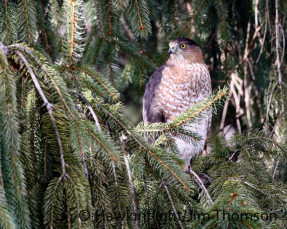 Coopers Hawk