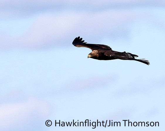 Golden Eagle