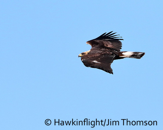 Golden Eagle