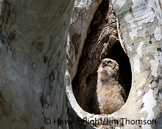 Great Horned Owl