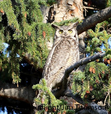 Great Horned Owl