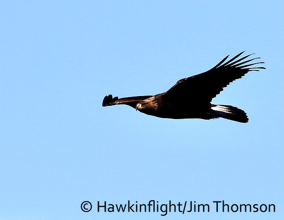 Golden Eagle