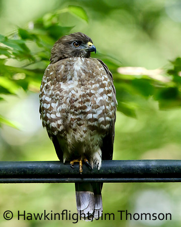 Broadwing Hawk