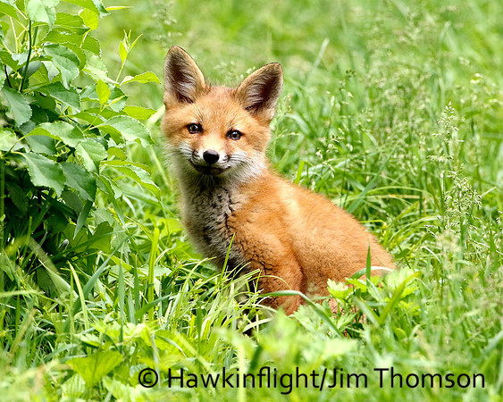 Red Fox