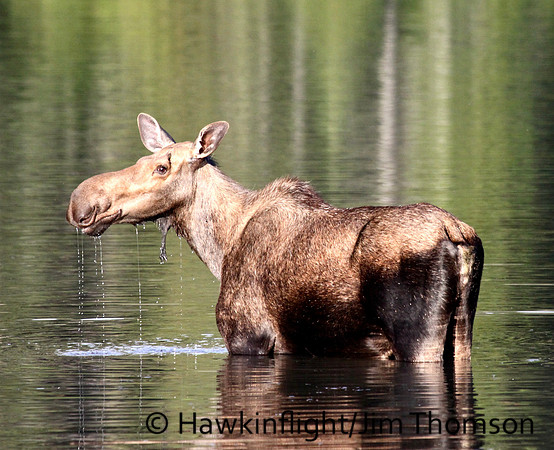 Moose