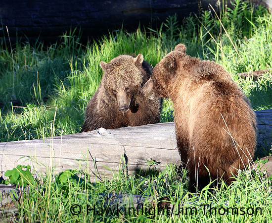 Grizzly Bear