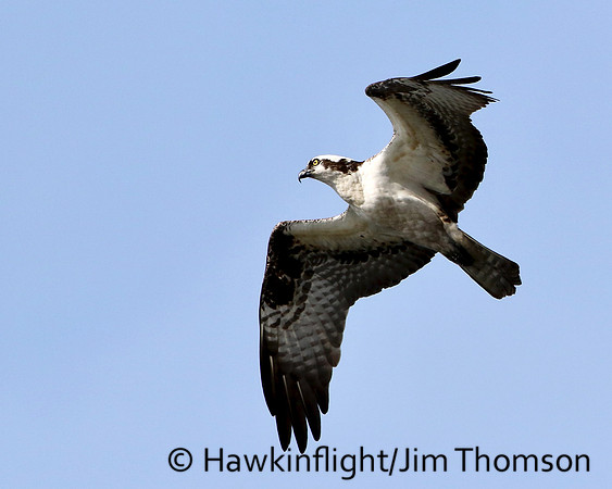 Osprey