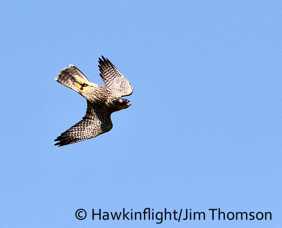 Peregrine Falcon