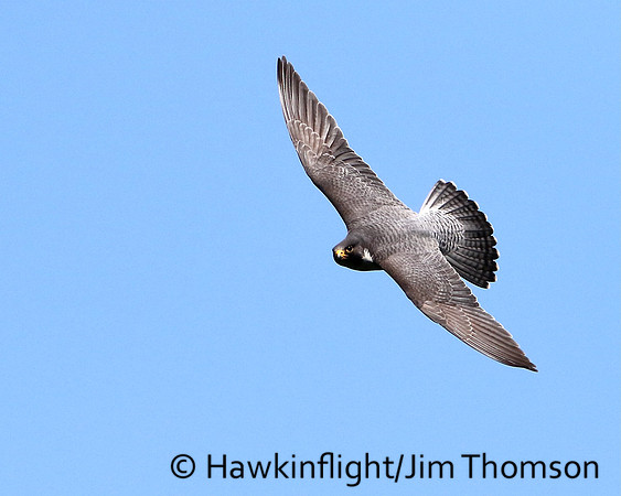 Peregrine Falcon