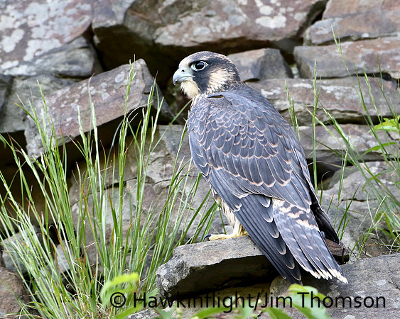 Peregrine Falcon
