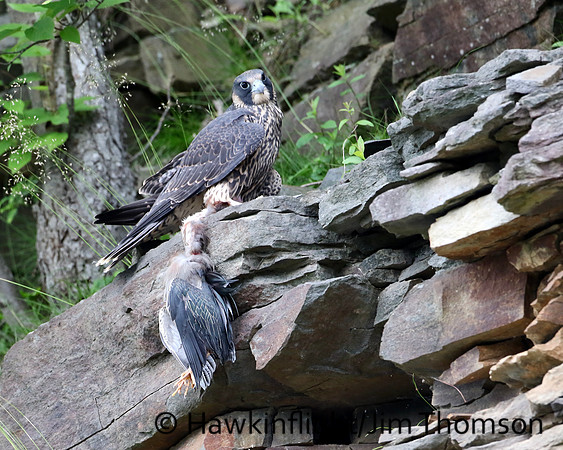 Peregrine Falcon