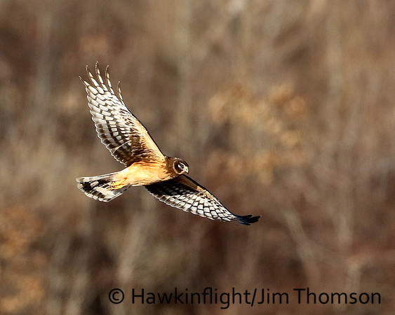 Northern Harrier
