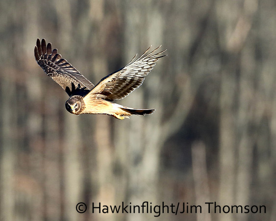Northern Harrier