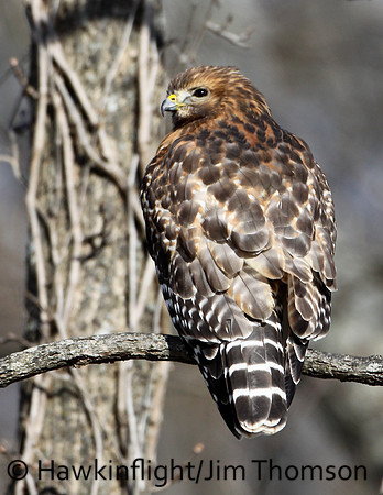Red-Shoulder Hawk