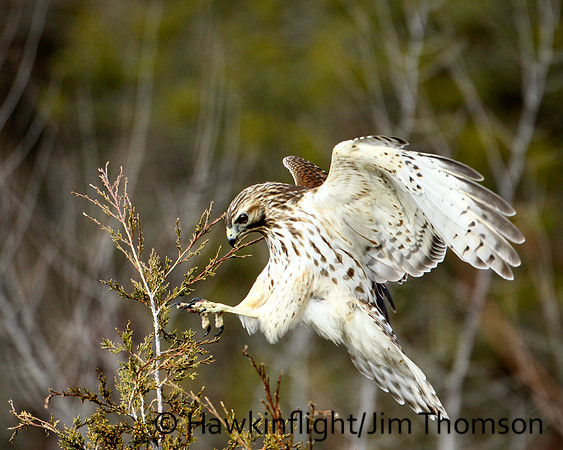 Red-Shoulder Hawk