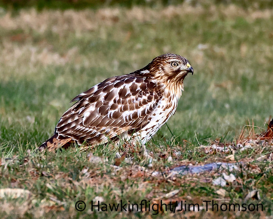 Red Shouldered Hawk