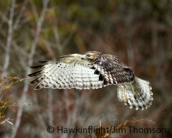 Red- Shoulder Hawk