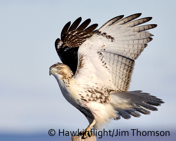 Redtail