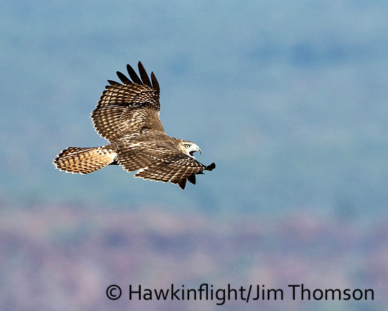 Redtail