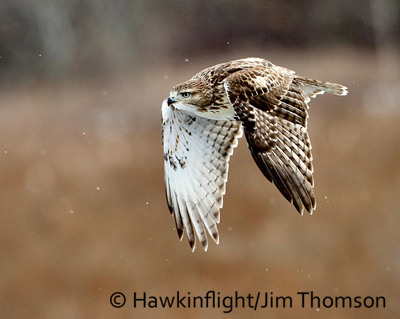 Redtail