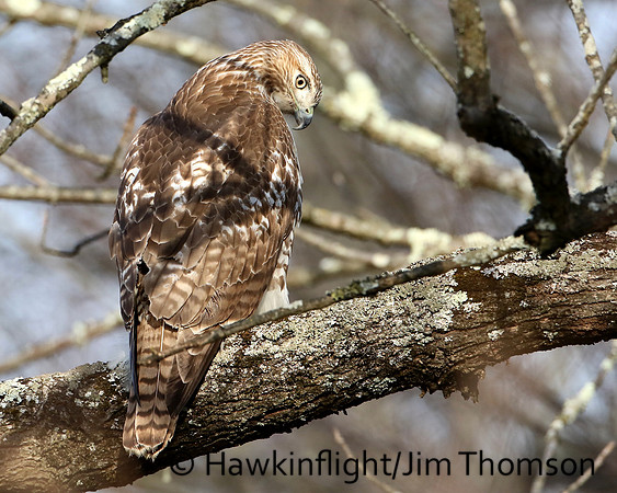 Redtail
