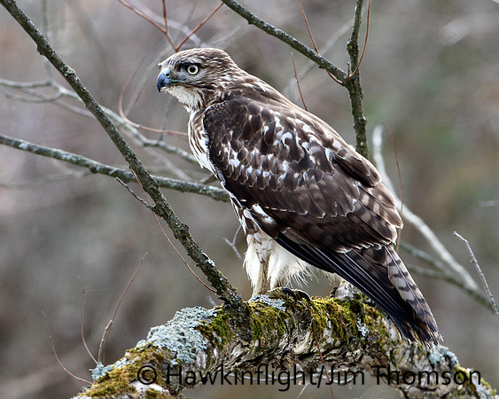 Redtail