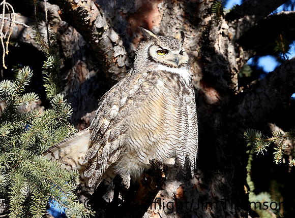 Great Horned Owl