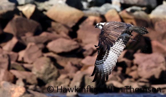 Osprey