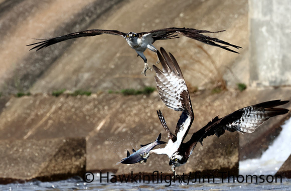Osprey
