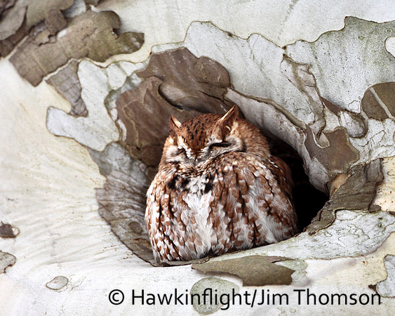 Screech Owl