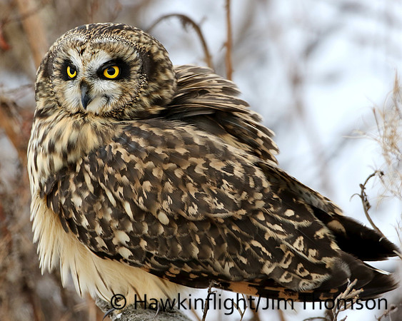 Short-eared Owl