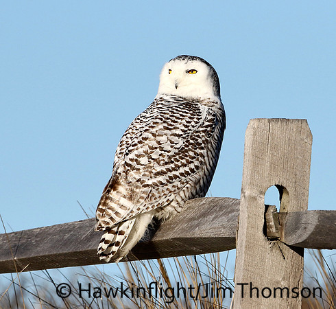 Snowy Owl