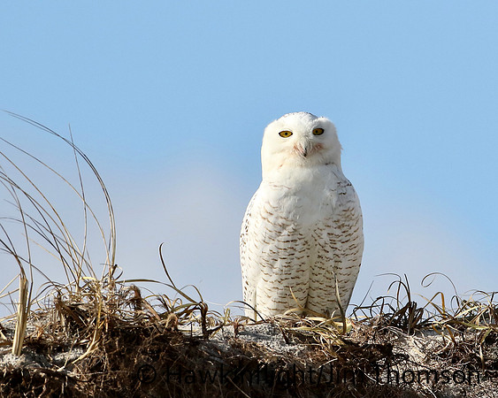 Snowy Owl