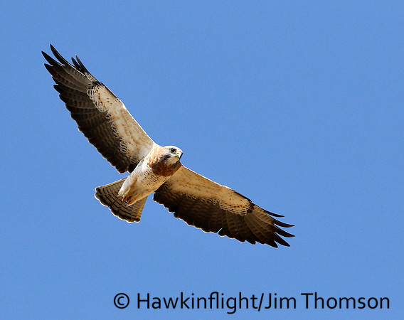 Swainson's Hawk