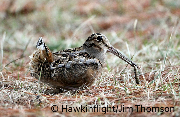 Woodcock