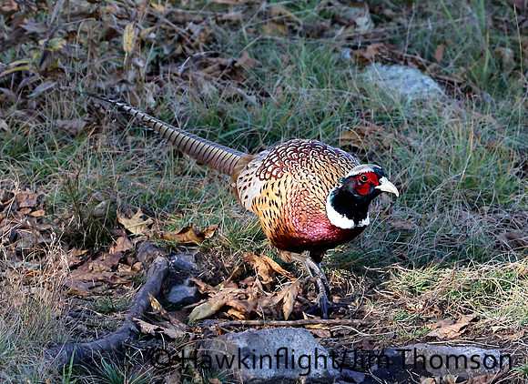 Pheasant