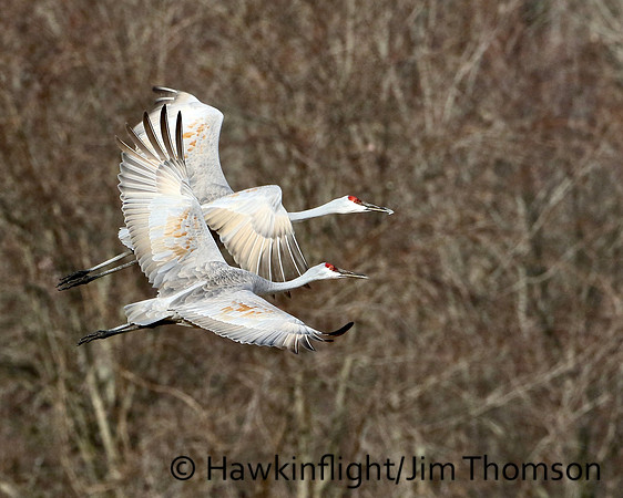 Sandhill Cranes