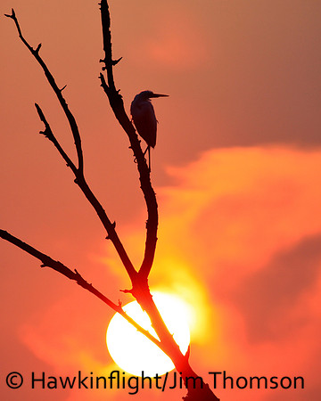 Great Egret