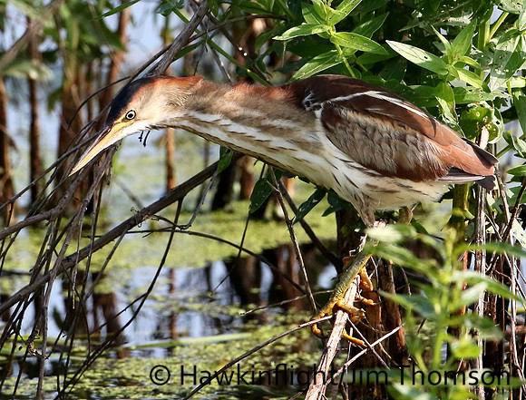 Least Bittern