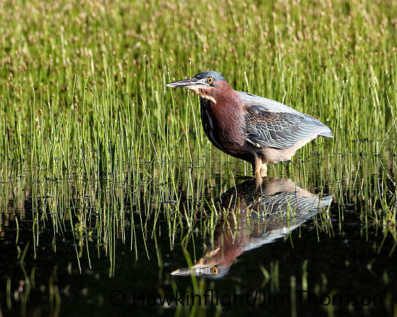 Green Heron