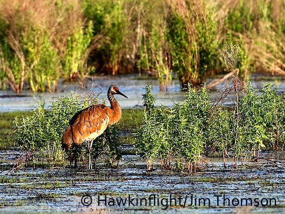 Sandhill Crane