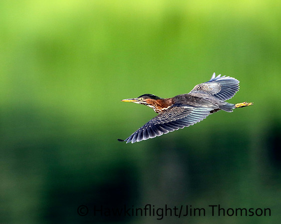 Green Heron