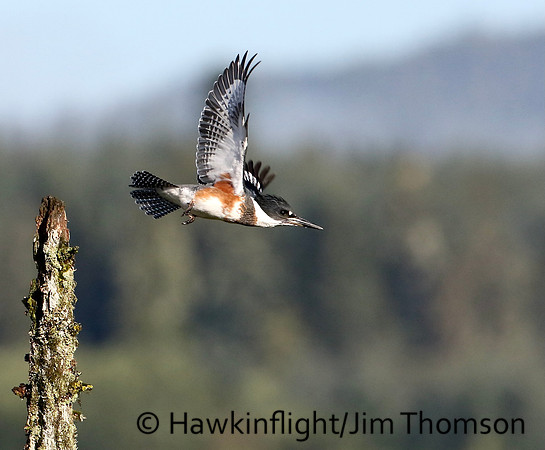 Kingfisher