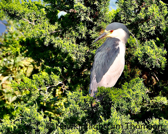 Black crowned Night Heron
