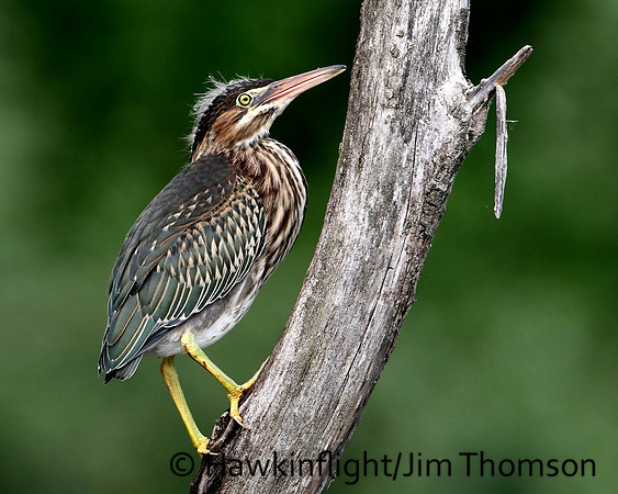 Green Heron
