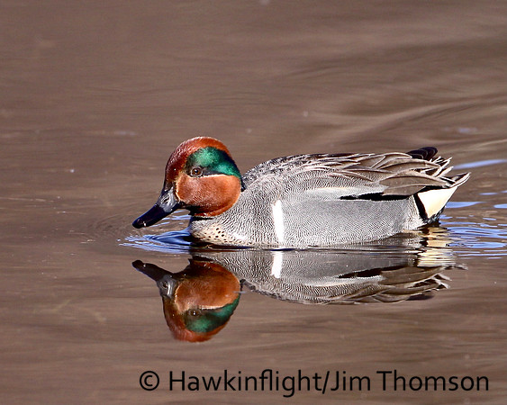 Green winged Teal