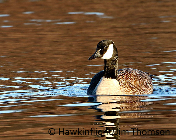 Canada goose