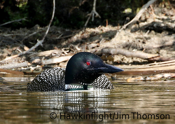 Common Loon