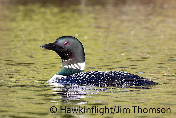 Common Loon