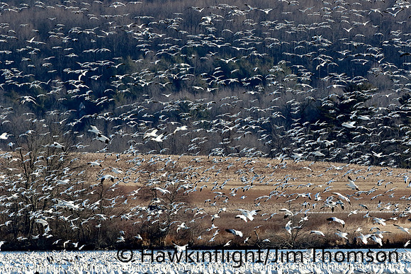 Snow Geese